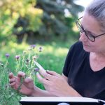 Sylvia Fischer, Illustration